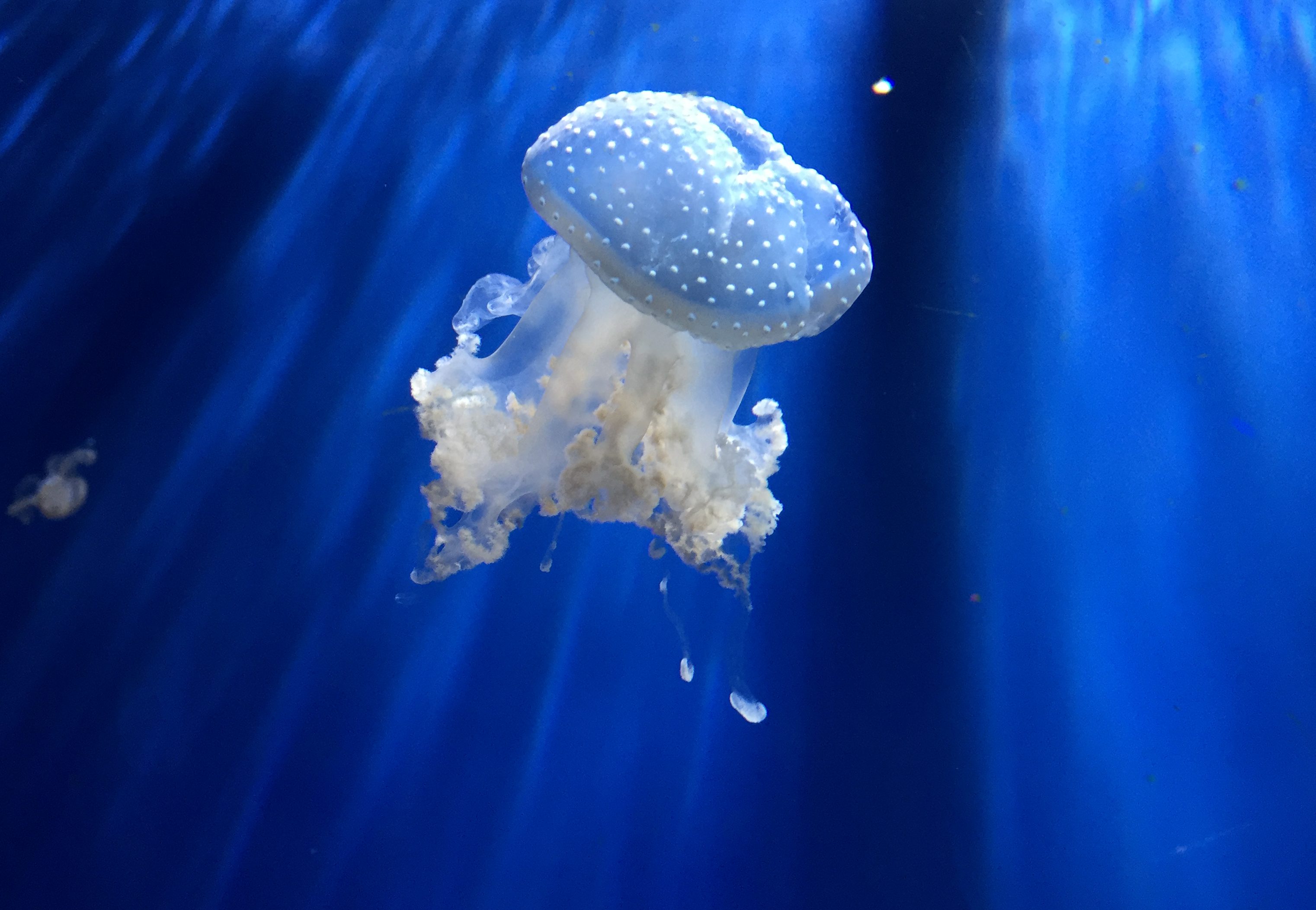 medusa Acquario di Genova