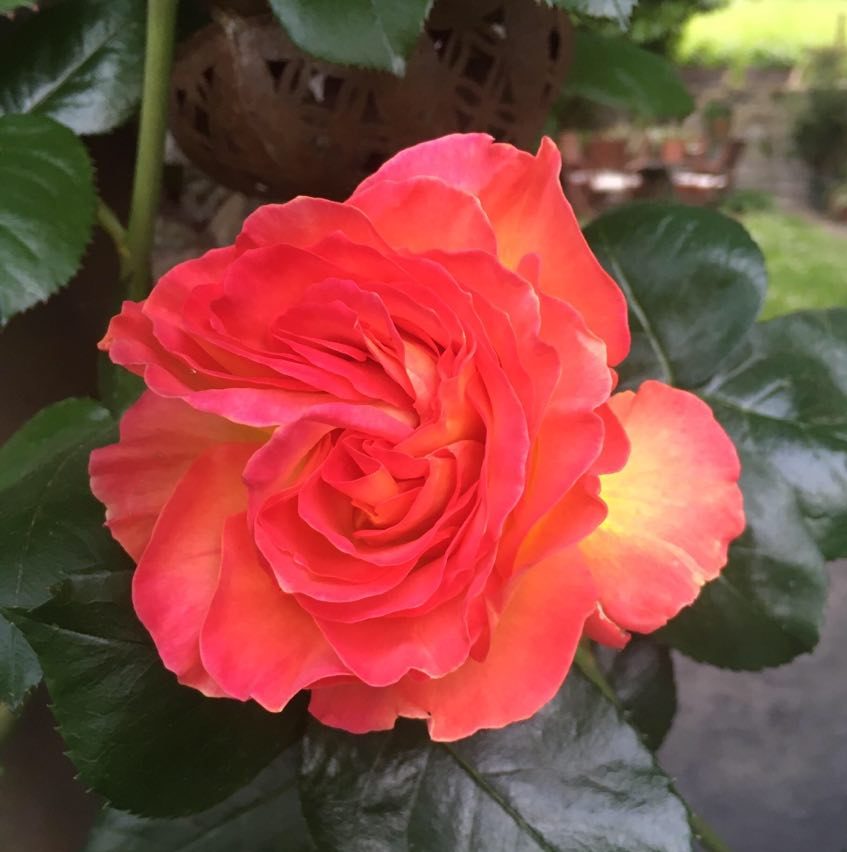rosa rossa e gialla profumata del mio giardino